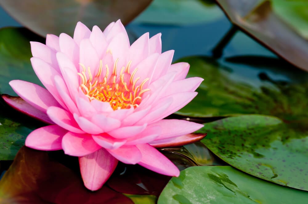 A pink lotus flower on green leafy pads on the water.